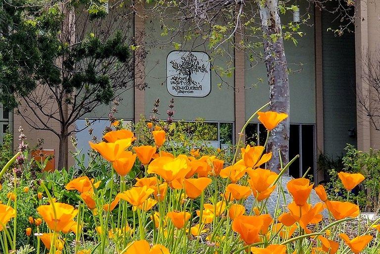 A view of blooming california poppies in front of scott hall